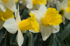 Cornish King Daffodil Narcissus Bulbs Blooms Species Growing Bonsai Roots Rhizomes Corms Tubers Potted Planting Reblooming Fragrant Garden Flower Seeds Plant