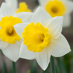 Cornish King Daffodil Narcissus Bulbs Blooms Species Growing Bonsai Roots Rhizomes Corms Tubers Potted Planting Reblooming Fragrant Garden Flower Seeds Plant