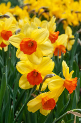Monal Daffodil Mixture Narcissus Bulbs Blooms Species Growing Bonsai Roots Rhizomes Corms Tubers Potted Planting Reblooming Fragrant Garden Flower Seeds Plant