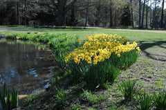 Monal Daffodil Mixture Narcissus Bulbs Blooms Species Growing Bonsai Roots Rhizomes Corms Tubers Potted Planting Reblooming Fragrant Garden Flower Seeds Plant