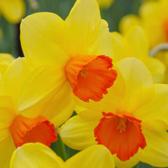 Monal Daffodil Mixture Narcissus Bulbs Blooms Species Growing Bonsai Roots Rhizomes Corms Tubers Potted Planting Reblooming Fragrant Garden Flower Seeds Plant