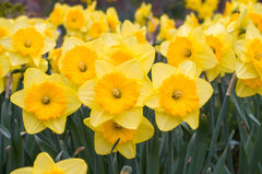Pride of Lions Daffodil Narcissus Bulbs Blooms Species Growing Bonsai Roots Rhizomes Corms Tubers Potted Planting Reblooming Fragrant Garden Flower Seeds Plant - Seedsplant