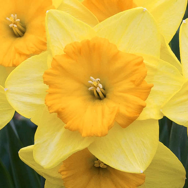 Pride of Lions Daffodil Narcissus Bulbs Blooms Species Growing Bonsai Roots Rhizomes Corms Tubers Potted Planting Reblooming Fragrant Garden Flower Seeds Plant
