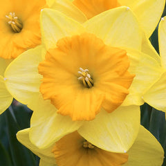 Pride of Lions Daffodil Narcissus Bulbs Blooms Species Growing Bonsai Roots Rhizomes Corms Tubers Potted Planting Reblooming Fragrant Garden Flower Seeds Plant - Seedsplant