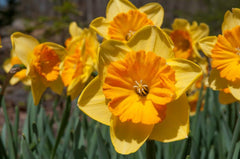 Pride of Lions Daffodil Narcissus Bulbs Blooms Species Growing Bonsai Roots Rhizomes Corms Tubers Potted Planting Reblooming Fragrant Garden Flower Seeds Plant - Seedsplant