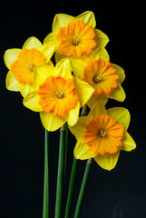Pride of Lions Daffodil Narcissus Bulbs Blooms Species Growing Bonsai Roots Rhizomes Corms Tubers Potted Planting Reblooming Fragrant Garden Flower Seeds Plant - Seedsplant