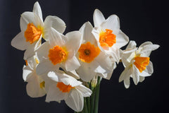 Joyce Spirit Narcissus Daffodil Bulbs Blooms Species Growing Bonsai Roots Rhizomes Corms Tubers Potted Planting Reblooming Fragrant Garden Flower Seeds Plant - Seedsplant