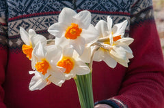 Joyce Spirit Narcissus Daffodil Bulbs Blooms Species Growing Bonsai Roots Rhizomes Corms Tubers Potted Planting Reblooming Fragrant Garden Flower Seeds Plant - Seedsplant