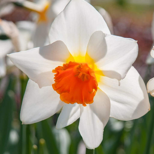 Joyce Spirit Narcissus Daffodil Bulbs Blooms Species Growing Bonsai Roots Rhizomes Corms Tubers Potted Planting Reblooming Fragrant Garden Flower Seeds Plant