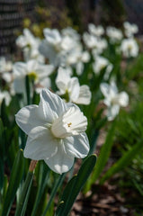 Snowboard Daffodil Narcissus Bulbs Blooms Species Growing Bonsai Roots Rhizomes Corms Tubers Potted Planting Reblooming Fragrant Garden Flower Seeds Plant