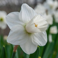 Snowboard Daffodil Mixture Narcissus Bulbs Blooms Species Growing Bonsai Roots Rhizomes Corms Tubers Potted Planting Reblooming Fragrant Garden Flower Seeds Plant