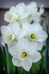 Snowboard Daffodil Mixture Narcissus Bulbs Blooms Species Growing Bonsai Roots Rhizomes Corms Tubers Potted Planting Reblooming Fragrant Garden Flower Seeds Plant