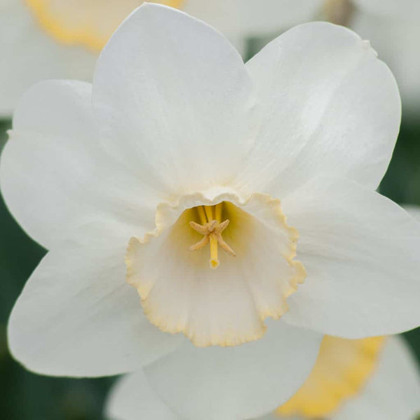 Rare Color Frosty Snow Daffodil Narcissus Bulbs Blooms Species Growing Bonsai Roots Rhizomes Corms Tubers Potted Planting Reblooming Fragrant Garden Flower Seeds Plant