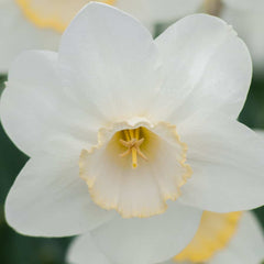 Rare Color Frosty Snow Daffodil Narcissus Bulbs Blooms Species Growing Bonsai Roots Rhizomes Corms Tubers Potted Planting Reblooming Fragrant Garden Flower Seeds Plant