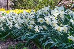 Rare Color Frosty Snow Daffodil Narcissus Bulbs Blooms Species Growing Bonsai Roots Rhizomes Corms Tubers Potted Planting Reblooming Fragrant Garden Flower Seeds Plant