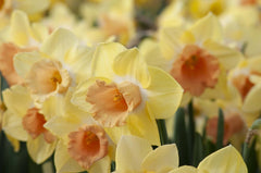 Tom Pouce Daffodil Narcissus Bulbs Blooms Species Growing Bonsai Roots Rhizomes Corms Tubers Potted Planting Reblooming Fragrant Garden Flower Seeds Plant