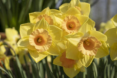 Tom Pouce Daffodil Narcissus Bulbs Blooms Species Growing Bonsai Roots Rhizomes Corms Tubers Potted Planting Reblooming Fragrant Garden Flower Seeds Plant