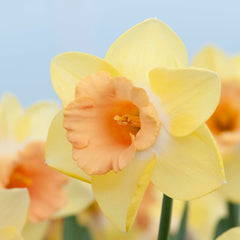 Tom Pouce Daffodil Narcissus Bulbs Blooms Species Growing Bonsai Roots Rhizomes Corms Tubers Potted Planting Reblooming Fragrant Garden Flower Seeds Plant