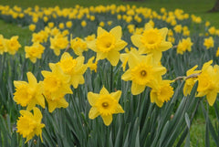 Dutch Master Daffodil Narcissus Bulbs Blooms Species Growing Bonsai Roots Rhizomes Corms Tubers Potted Planting Reblooming Fragrant Garden Flower Seeds Plant