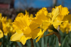 Dutch Master Daffodil Narcissus Bulbs Blooms Species Growing Bonsai Roots Rhizomes Corms Tubers Potted Planting Reblooming Fragrant Garden Flower Seeds Plant