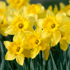 Dutch Master Daffodil Narcissus Bulbs Blooms Species Growing Bonsai Roots Rhizomes Corms Tubers Potted Planting Reblooming Fragrant Garden Flower Seeds Plant
