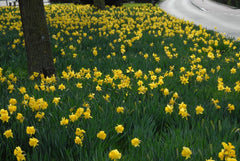 Dutch Master LS Daffodil Mixture Narcissus Bulbs Blooms Species Growing Bonsai Roots Rhizomes Corms Tubers Potted Planting Reblooming Fragrant Garden Flower Seeds Plant