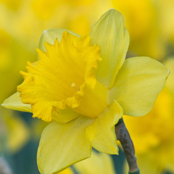 Dutch Master LS Daffodil Mixture Narcissus Bulbs Blooms Species Growing Bonsai Roots Rhizomes Corms Tubers Potted Planting Reblooming Fragrant Garden Flower Seeds Plant