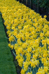 Dutch Master LS Daffodil Mixture Narcissus Bulbs Blooms Species Growing Bonsai Roots Rhizomes Corms Tubers Potted Planting Reblooming Fragrant Garden Flower Seeds Plant