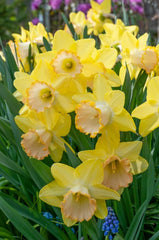 Alexis Beauty Daffodil Narcissus Bulbs Blooms Species Growing Bonsai Roots Rhizomes Corms Tubers Potted Planting Reblooming Fragrant Garden Flower Seeds Plant