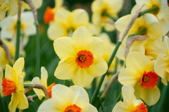 Pipe Major Daffodil Narcissus Bulbs Blooms Species Growing Bonsai Roots Rhizomes Corms Tubers Potted Planting Reblooming Fragrant Garden Flower Seeds Plant
