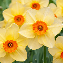 Pipe Major Daffodil Narcissus Bulbs Blooms Species Growing Bonsai Roots Rhizomes Corms Tubers Potted Planting Reblooming Fragrant Garden Flower Seeds Plant