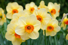 Pipe Major Daffodil Narcissus Bulbs Blooms Species Growing Bonsai Roots Rhizomes Corms Tubers Potted Planting Reblooming Fragrant Garden Flower Seeds Plant