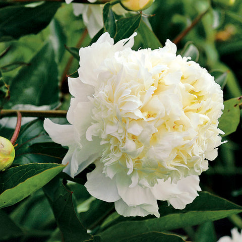 Charlie's White Peony - Seedsplant