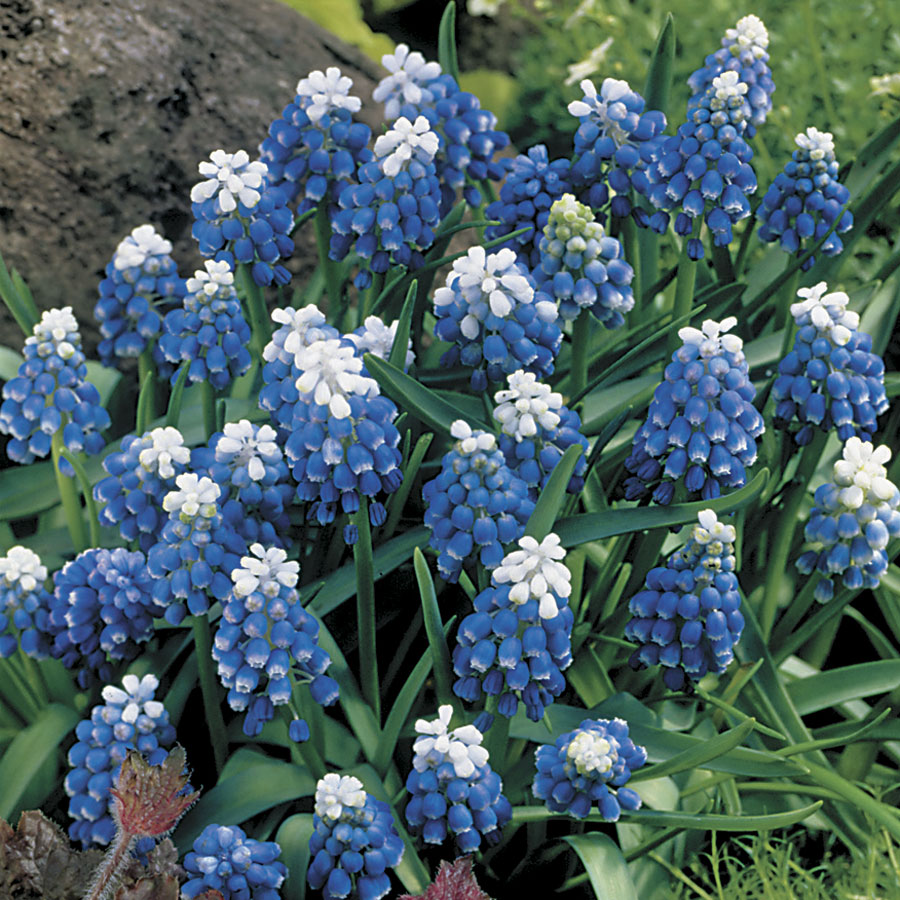 Muscari Mount Hood - Pack of 20 - Seedsplant