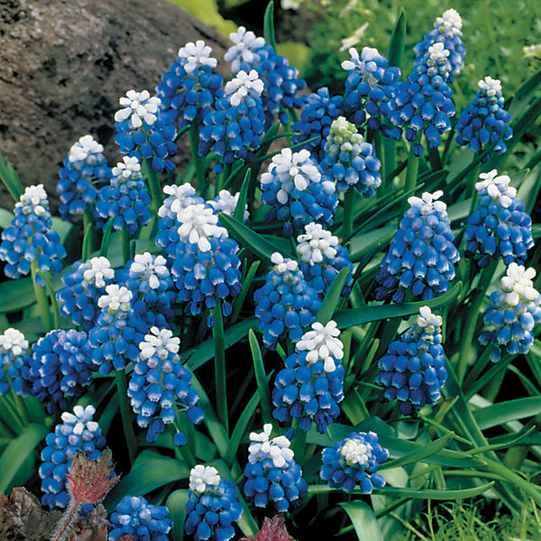 Muscari Mount Hood - Pack of 20