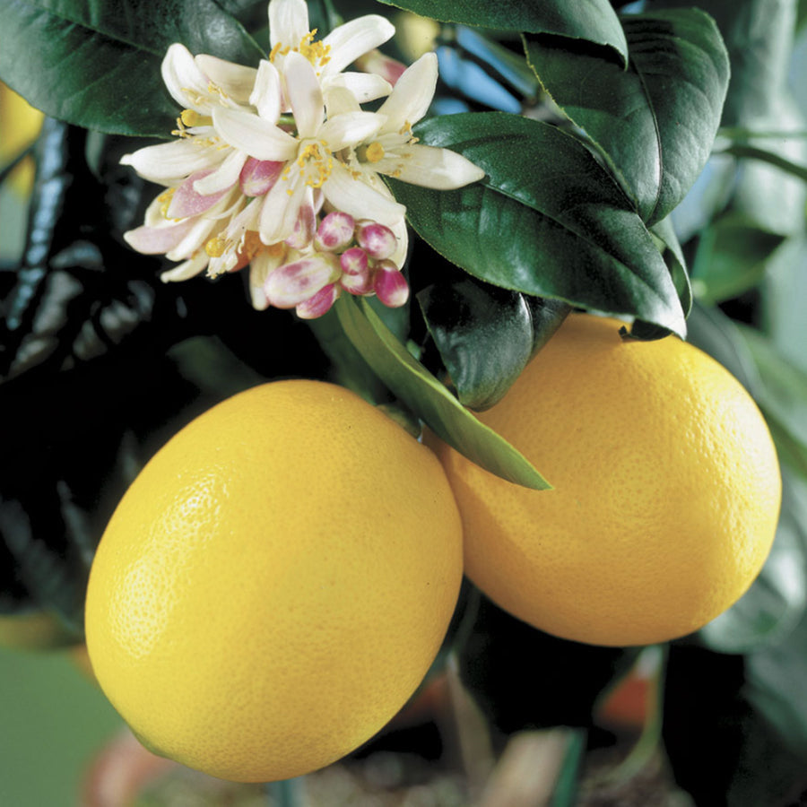 Citrus 'Meyer' Lemon - Seedsplant