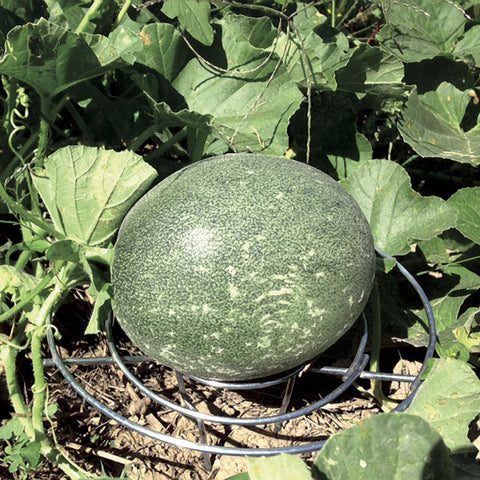 Melon Cradles - Set of 5 - Plants Seeds