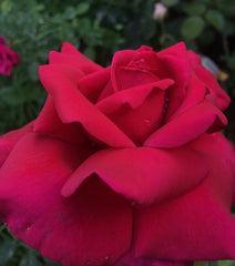 Pomerol Rose Seedlings Flower Seeds Perennial Growing Bonsai Corms Tubers Potted Planting Reblooming Fragrant Garden Roots Rhizomes Species Blooms Plant Bulbs Gardening Tree