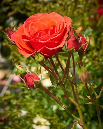 Jive Rose Seedlings Flower Seeds Perennial Growing Bonsai Corms Tubers Potted Planting Reblooming Fragrant Garden Roots Rhizomes Species Blooms Plant Bulbs Gardening Tree