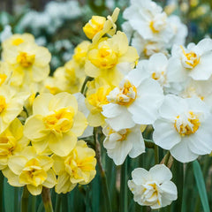 Charm Offensive Daffodil Narcissus Bulbs Blooms Species Growing Bonsai Roots Rhizomes Corms Tubers Potted Planting Reblooming Fragrant Garden Flower Seeds Plant