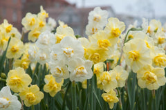 Charm Offensive Daffodil Narcissus Bulbs Blooms Species Growing Bonsai Roots Rhizomes Corms Tubers Potted Planting Reblooming Fragrant Garden Flower Seeds Plant