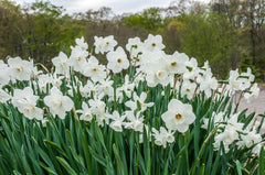 Starry Night Daffodil Narcissus Bulbs Blooms Species Growing Bonsai Roots Rhizomes Corms Tubers Potted Planting Reblooming Fragrant Garden Flower Seeds Plant