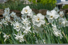 Starry Night Daffodil Narcissus Bulbs Blooms Species Growing Bonsai Roots Rhizomes Corms Tubers Potted Planting Reblooming Fragrant Garden Flower Seeds Plant