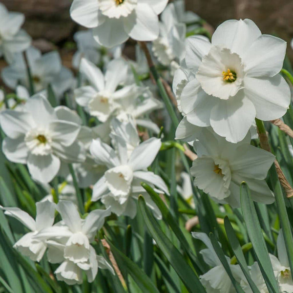 Starry Night Daffodil Narcissus Bulbs Blooms Species Growing Bonsai Roots Rhizomes Corms Tubers Potted Planting Reblooming Fragrant Garden Flower Seeds Plant