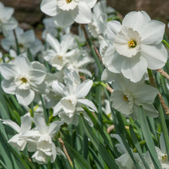 Starry Night Daffodil Narcissus Bulbs Blooms Species Growing Bonsai Roots Rhizomes Corms Tubers Potted Planting Reblooming Fragrant Garden Flower Seeds Plant