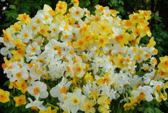 Scilly Daffs Daffodil Narcissus Bulbs Blooms Species Growing Bonsai Roots Rhizomes Corms Tubers Potted Planting Reblooming Fragrant Garden Flower Seeds Plant