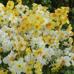 Scilly Daffs Daffodil Narcissus Bulbs Blooms Species Growing Bonsai Roots Rhizomes Corms Tubers Potted Planting Reblooming Fragrant Garden Flower Seeds Plant