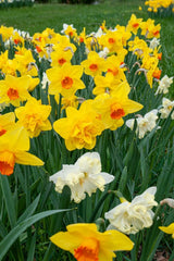 Bridge Builders Daffodil Narcissus Bulbs Blooms Species Growing Bonsai Roots Rhizomes Corms Tubers Potted Planting Reblooming Fragrant Garden Flower Seeds Plant