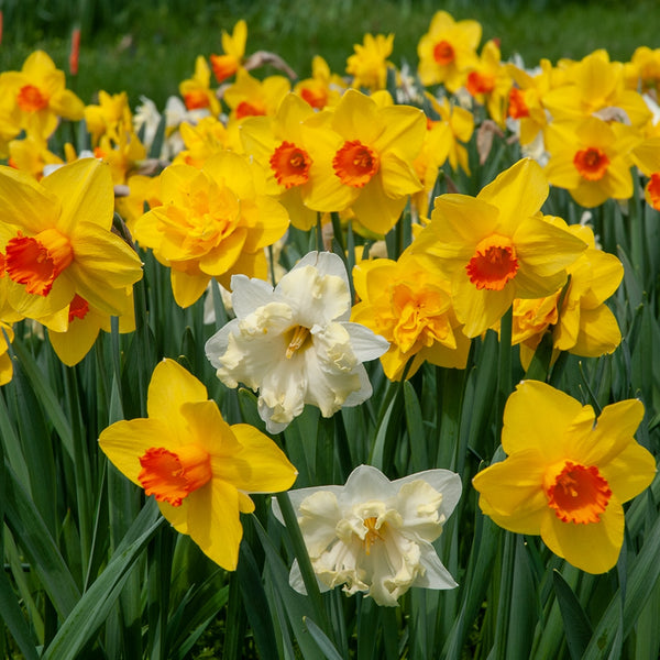 Bridge Builders Daffodil Narcissus Bulbs Blooms Species Growing Bonsai Roots Rhizomes Corms Tubers Potted Planting Reblooming Fragrant Garden Flower Seeds Plant