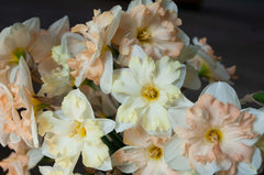 Topsy Turvy Daffodil Narcissus Bulbs Blooms Species Growing Bonsai Roots Rhizomes Corms Tubers Potted Planting Reblooming Fragrant Garden Flower Seeds Plant
